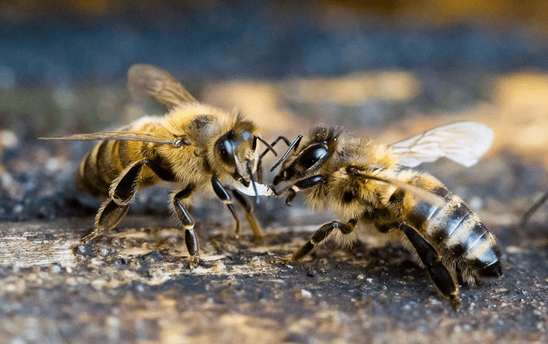 ............................................... Educatie .................................................