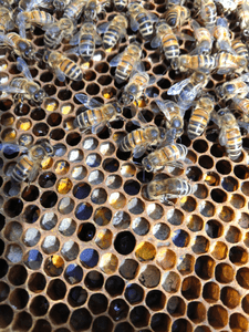 Digitale bijenkasten (2)