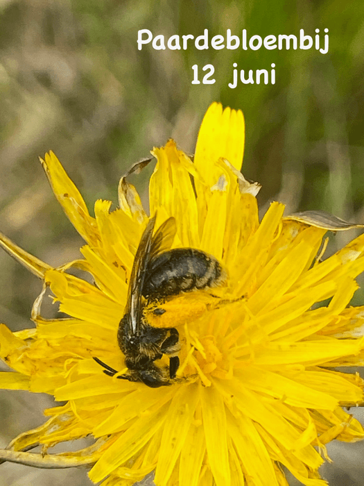 Paardebloembij - Andrena Humilis - 12 juni 2022 - Regter heide