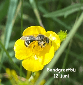Bandgroefbij - (Lasioglossum leuchalictus) - 12 juni